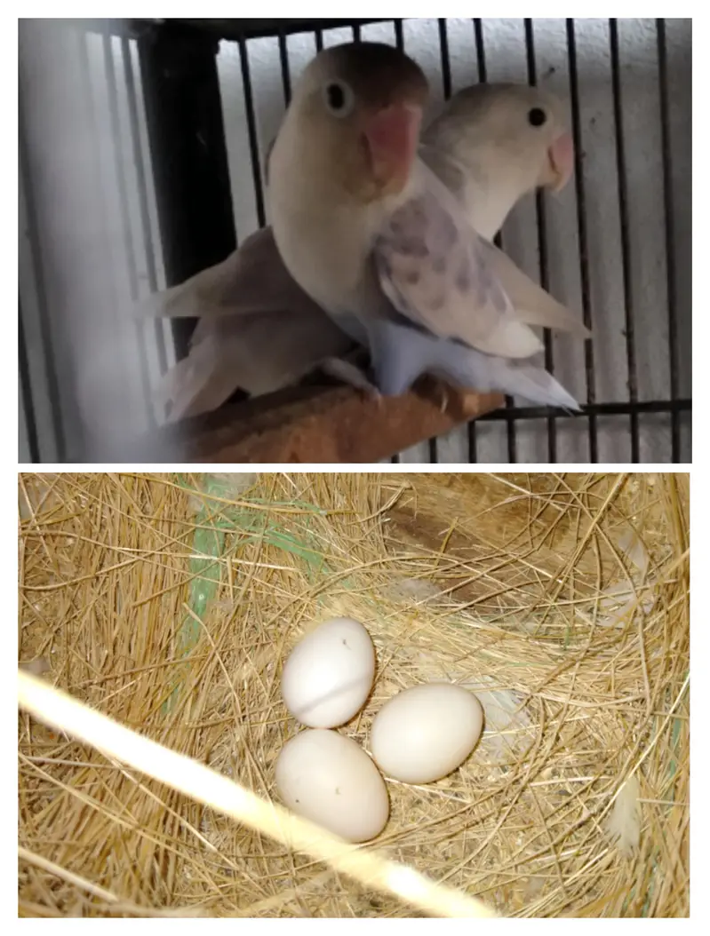 Love bird breeder pair with fartile eges — photo 2