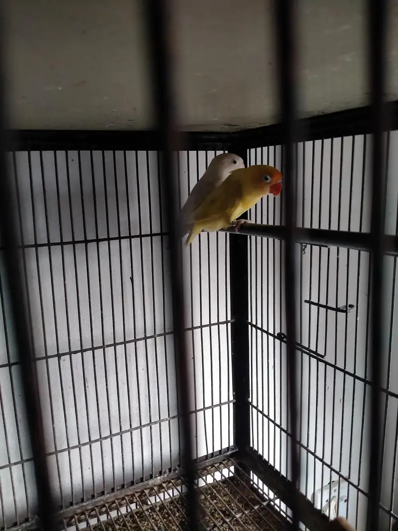 Love bird breeder pair with fartile eges — photo 3
