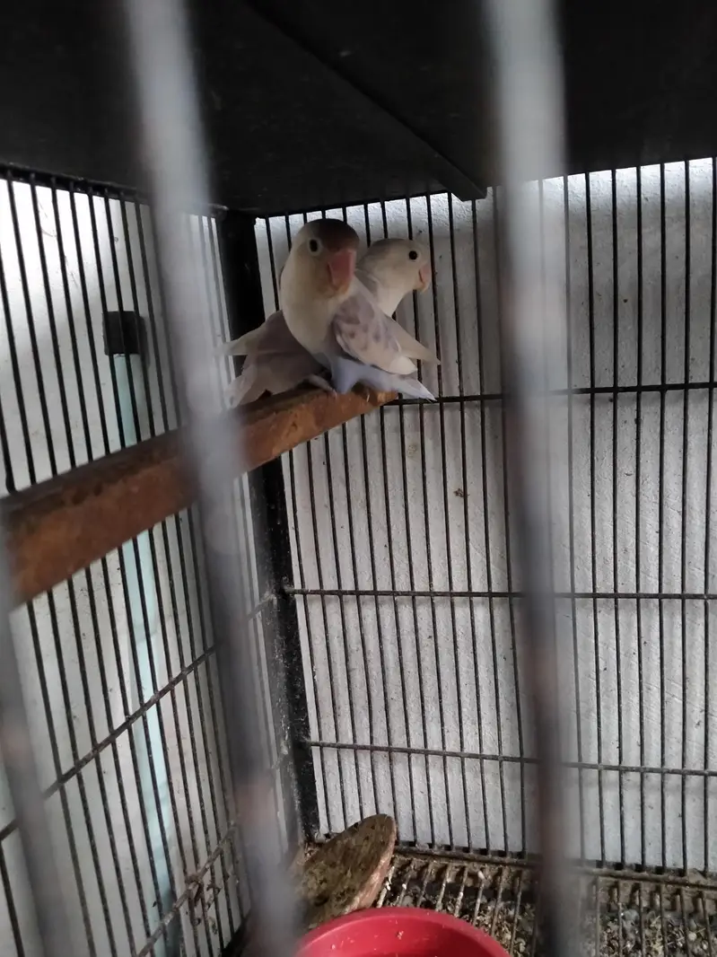 Love bird breeder pair with fartile eges — photo 4