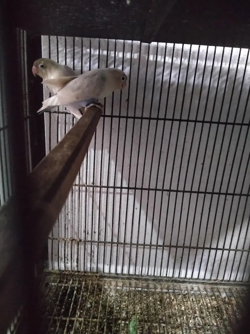 Love bird breeder pair with fartile eges — photo 5