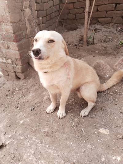 russian dog for sale