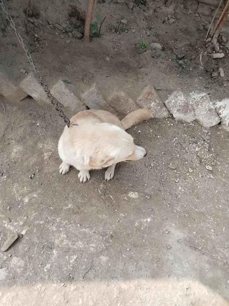 russian dog for sale — photo 2