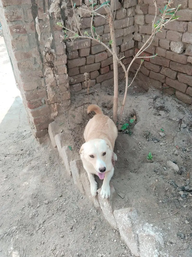 russian dog for sale — photo 3