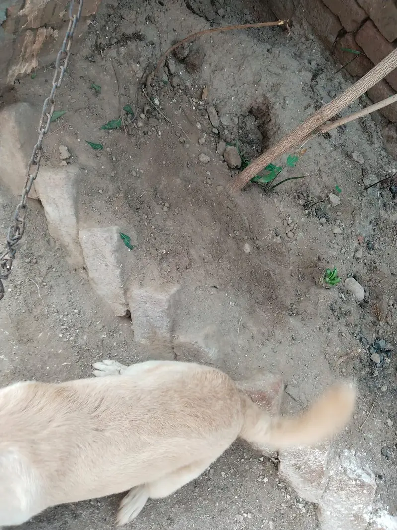 russian dog for sale — photo 4