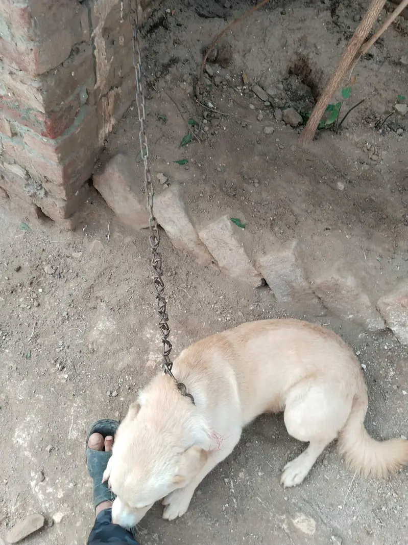 russian dog for sale — photo 5
