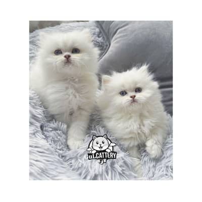 Persian British punch face piki face kitten cat available