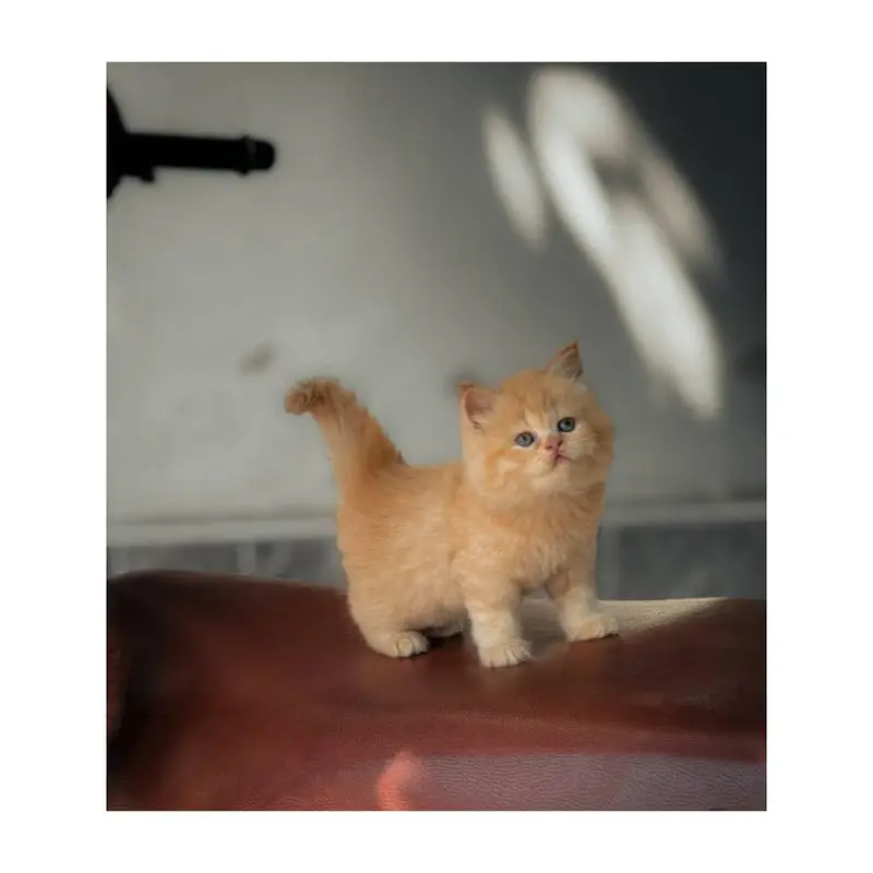 Persian British punch face piki face kitten cat available — photo 12