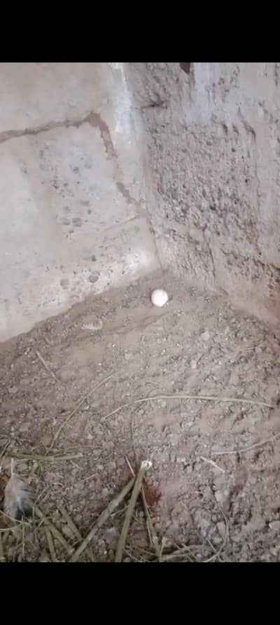 3 misrii murgiya andy wali 1 murga for sel