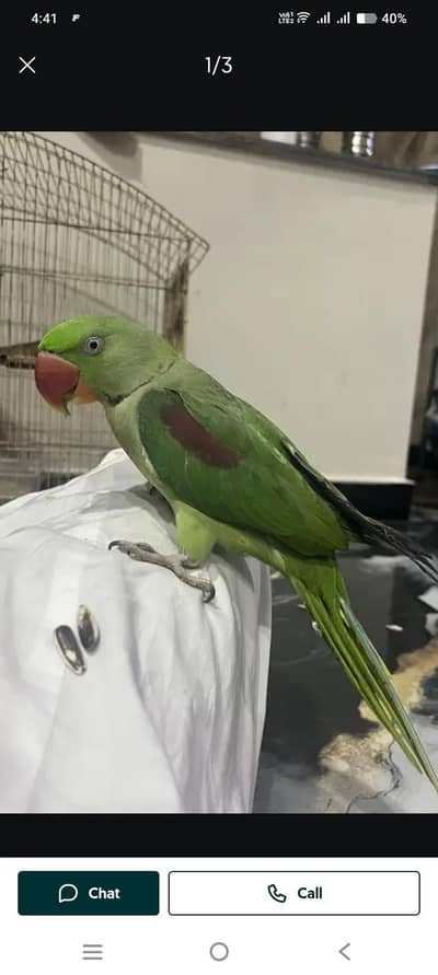 2 ring nick female and raw male parrot urgent sale