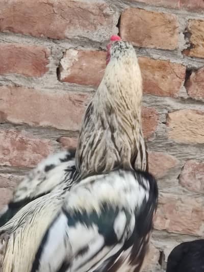 murga full healthy and active