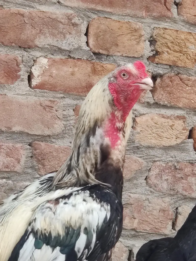 murga full healthy and active — photo 2