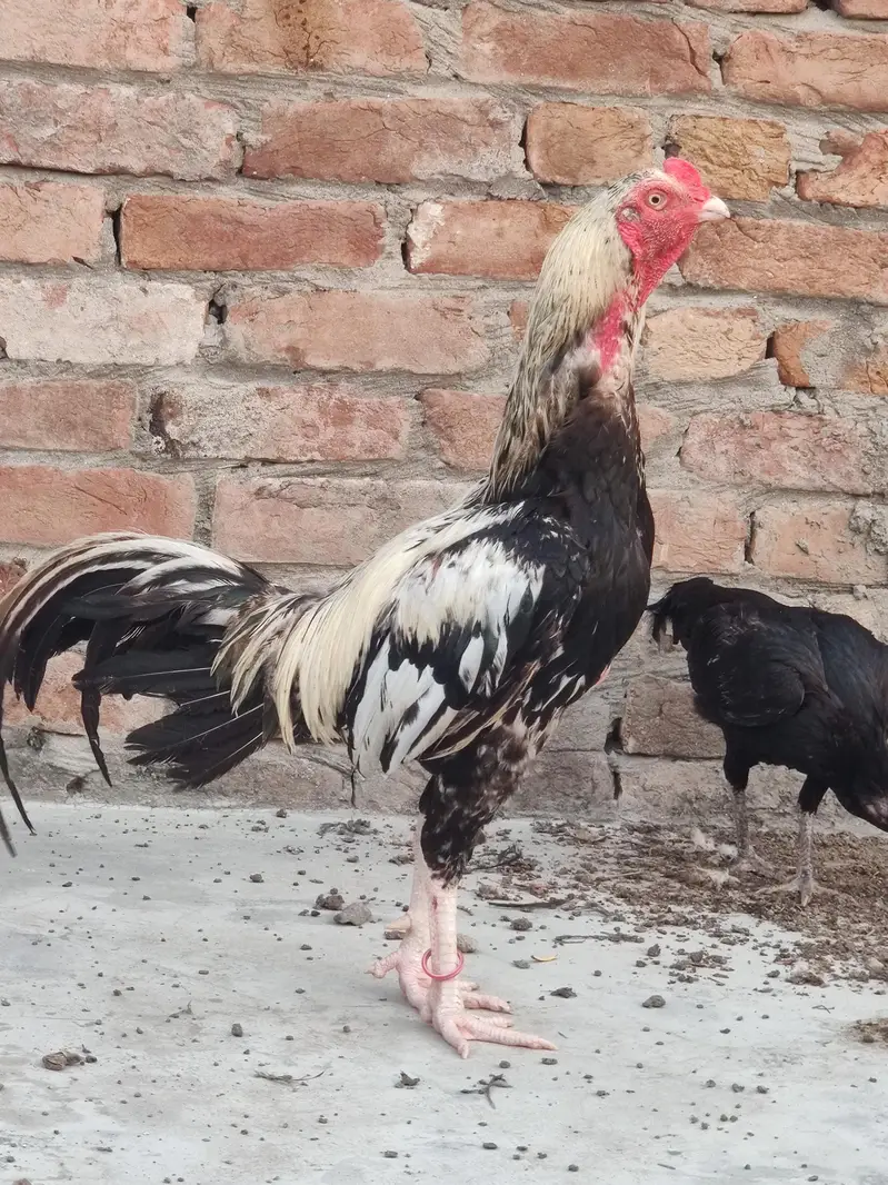 murga full healthy and active — photo 3