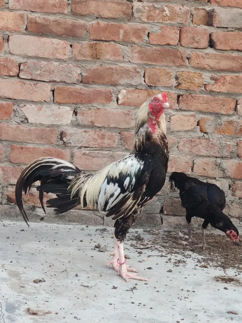 murga full healthy and active — photo 4