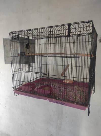 love bird breeder pair with cage and box. . . . . (loaded female)