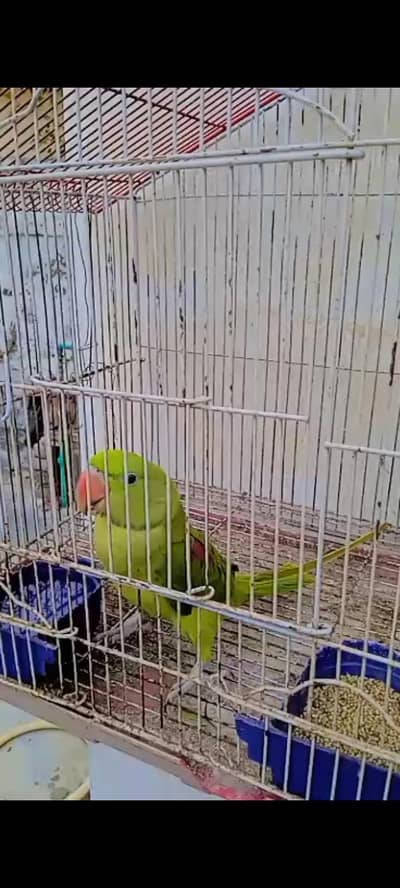 red and green raw parrot male beautiful