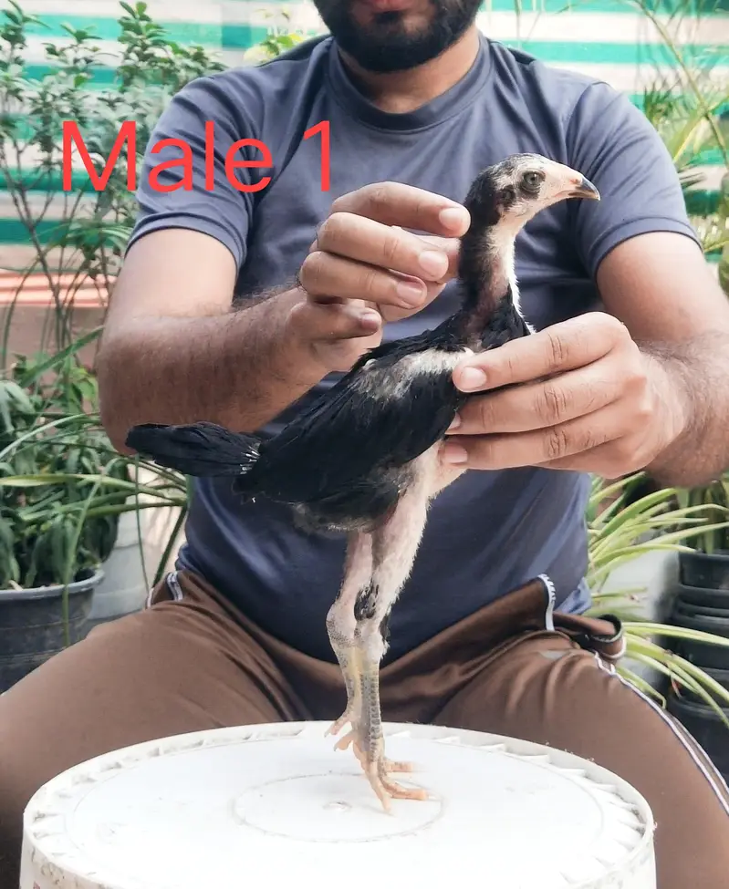 Pure Breed panus Pakoy 1.5 months — photo 2