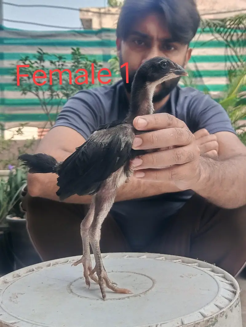 Pure Breed panus Pakoy 1.5 months — photo 3