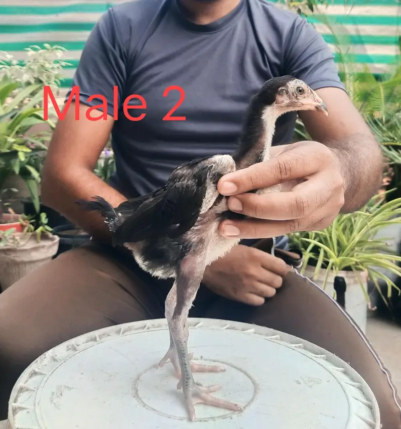 Pure Breed panus Pakoy 1.5 months — photo 4
