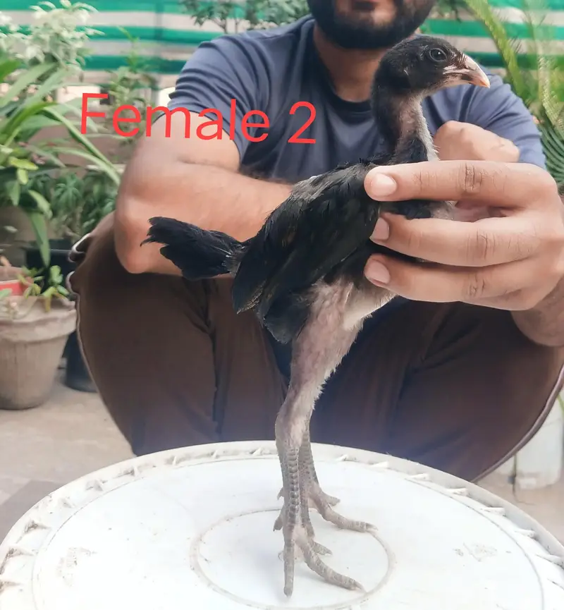 Pure Breed panus Pakoy 1.5 months — photo 5