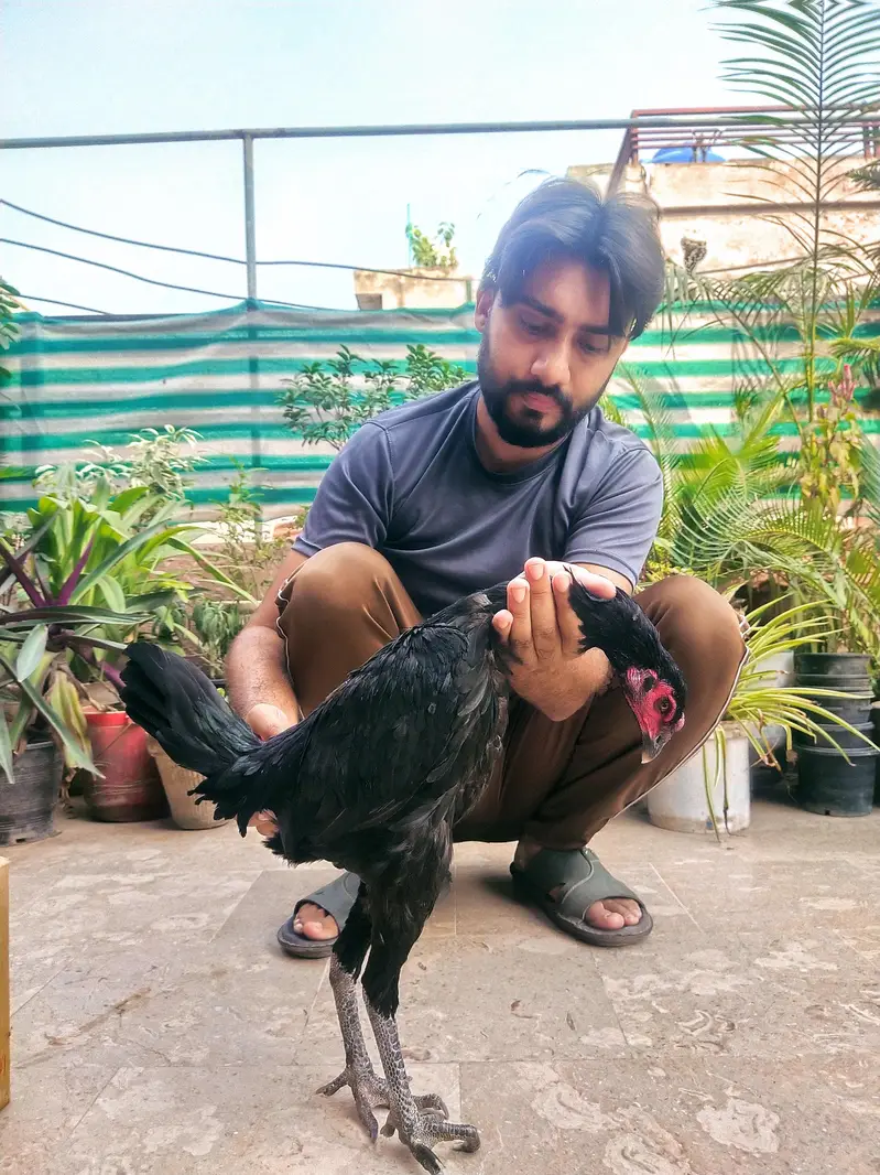 Pure Breed panus Pakoy 1.5 months — photo 6