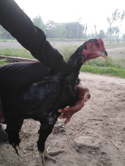 Pakistani cross thai aseel bird
