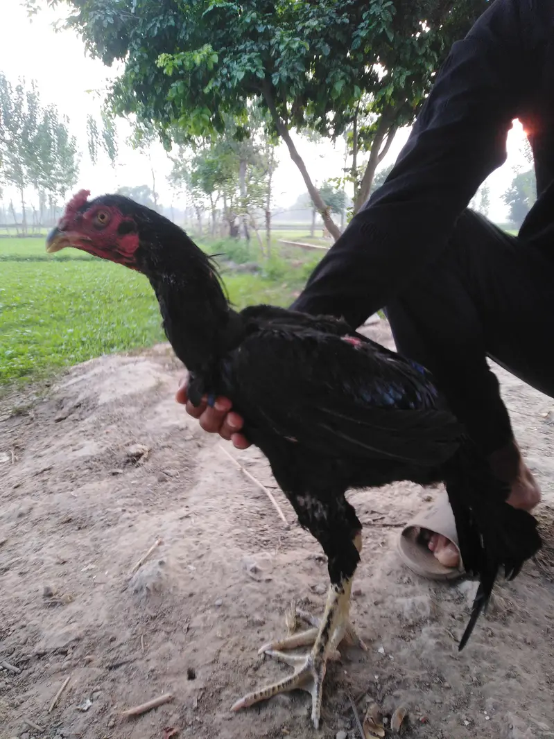 Pakistani cross thai aseel bird — photo 2