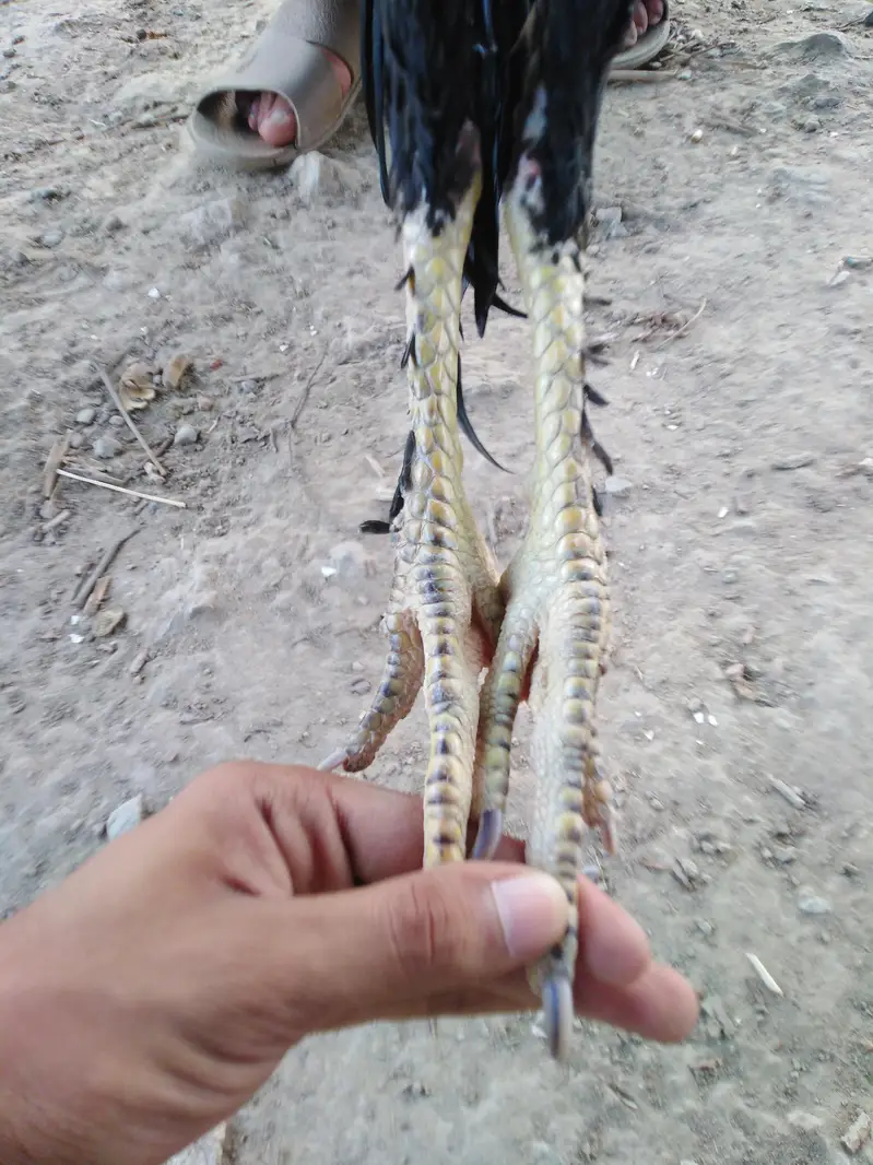 Pakistani cross thai aseel bird — photo 3