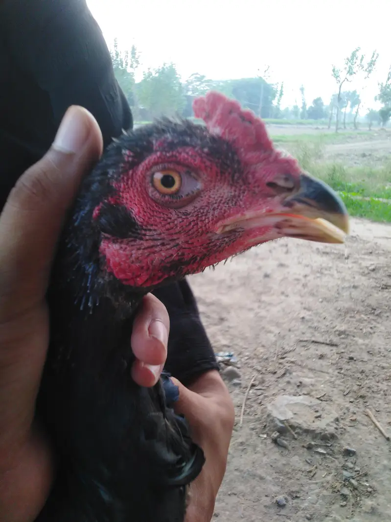 Pakistani cross thai aseel bird — photo 4