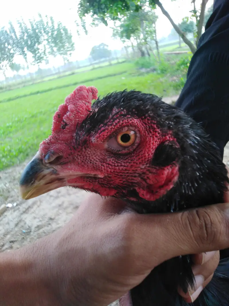 Pakistani cross thai aseel bird — photo 5