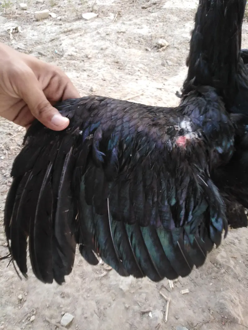Pakistani cross thai aseel bird — photo 7