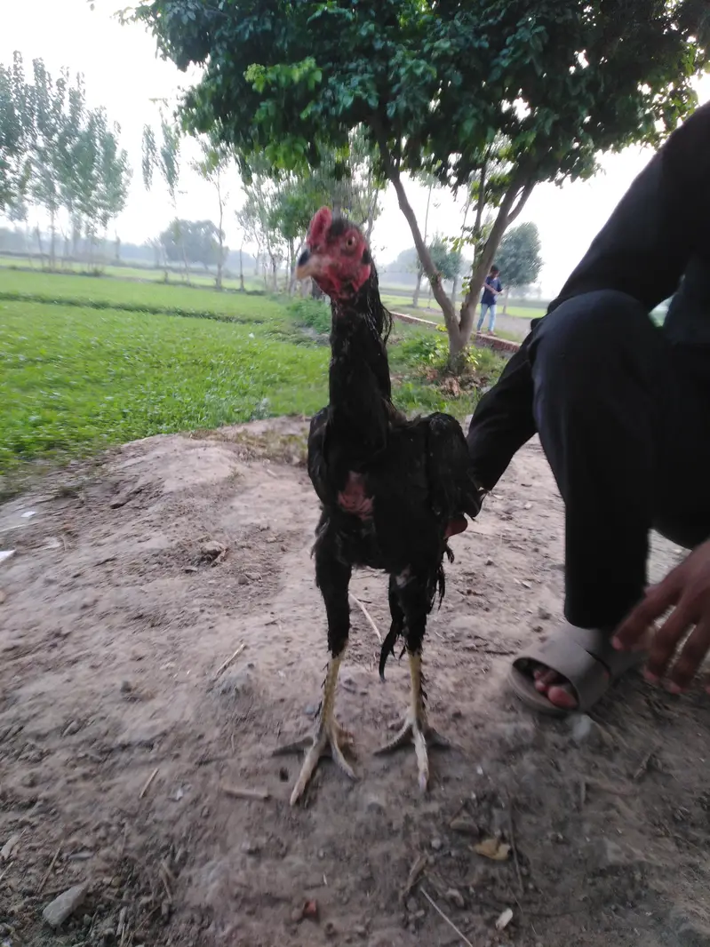 Pakistani cross thai aseel bird — photo 8
