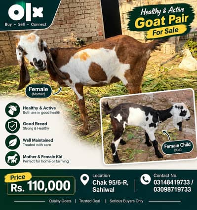 Female Goat with Female Kid for Sale