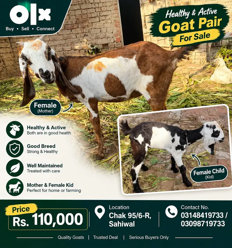 Female Goat with Female Kid for Sale