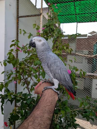 African grey parrot