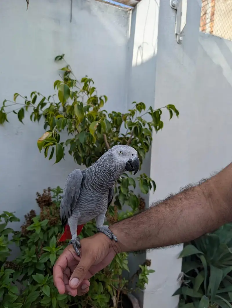 African grey parrot — photo 2