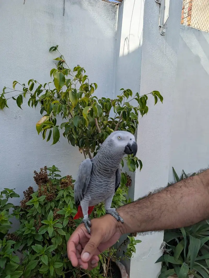 African grey parrot — photo 3