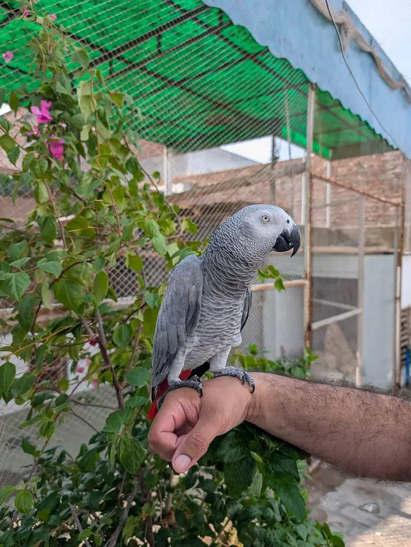 African grey parrot — photo 4
