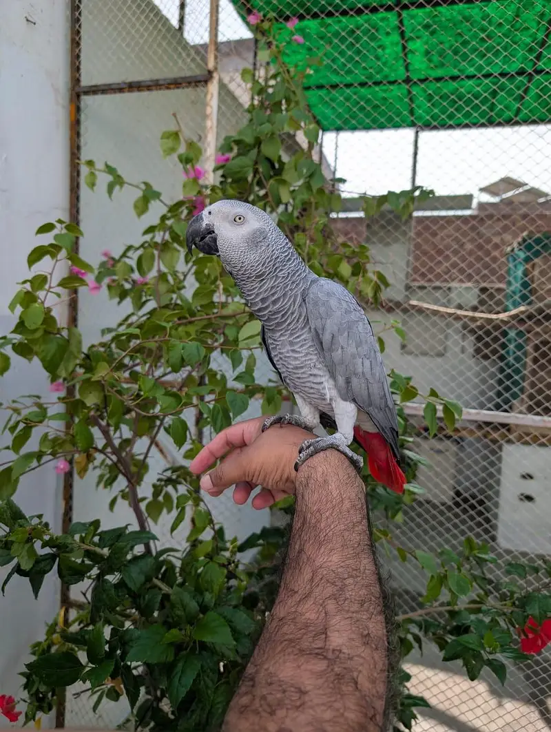 African grey parrot — photo 5