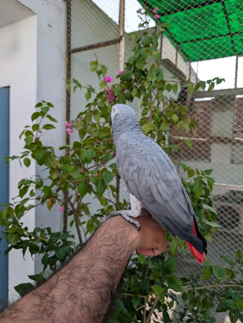 African grey parrot — photo 6