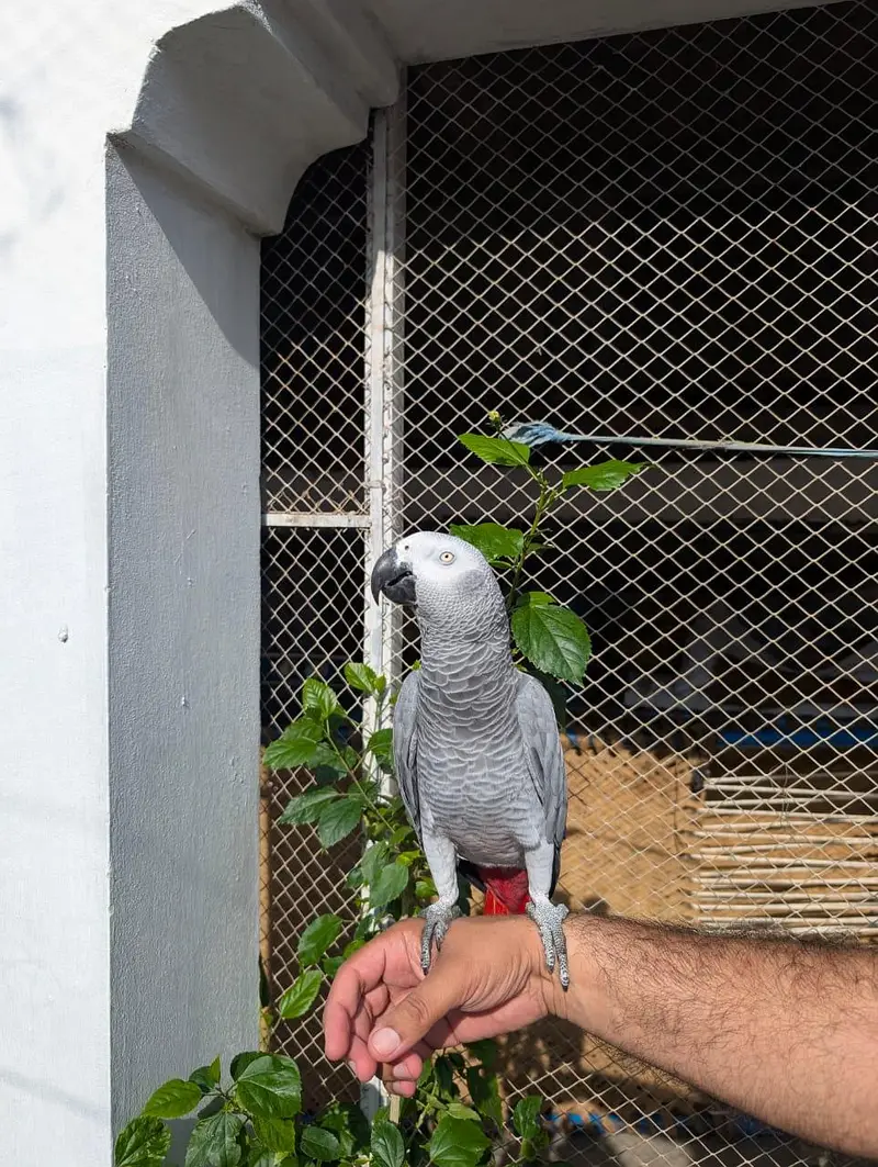 African grey parrot — photo 7