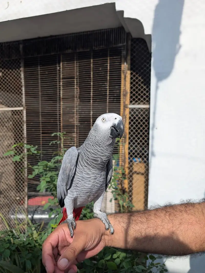 African grey parrot — photo 8