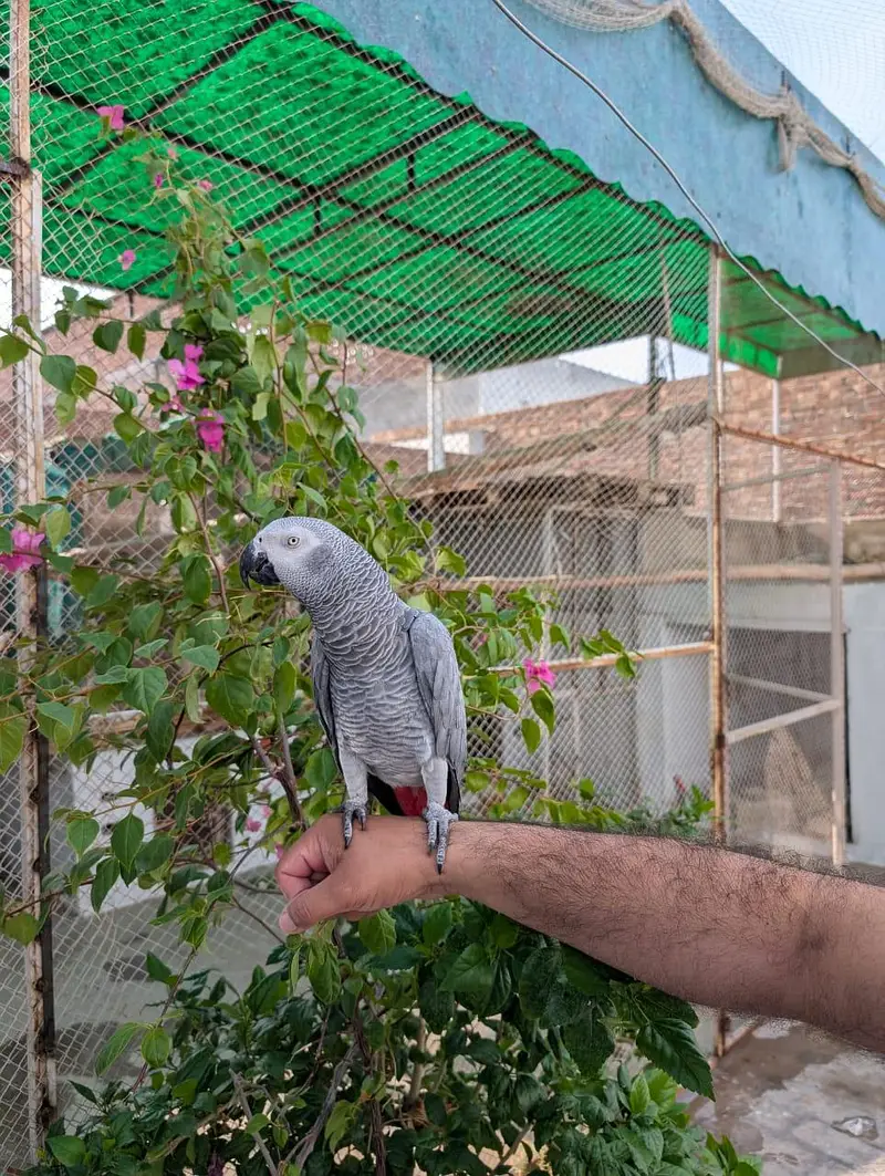 African grey parrot — photo 9