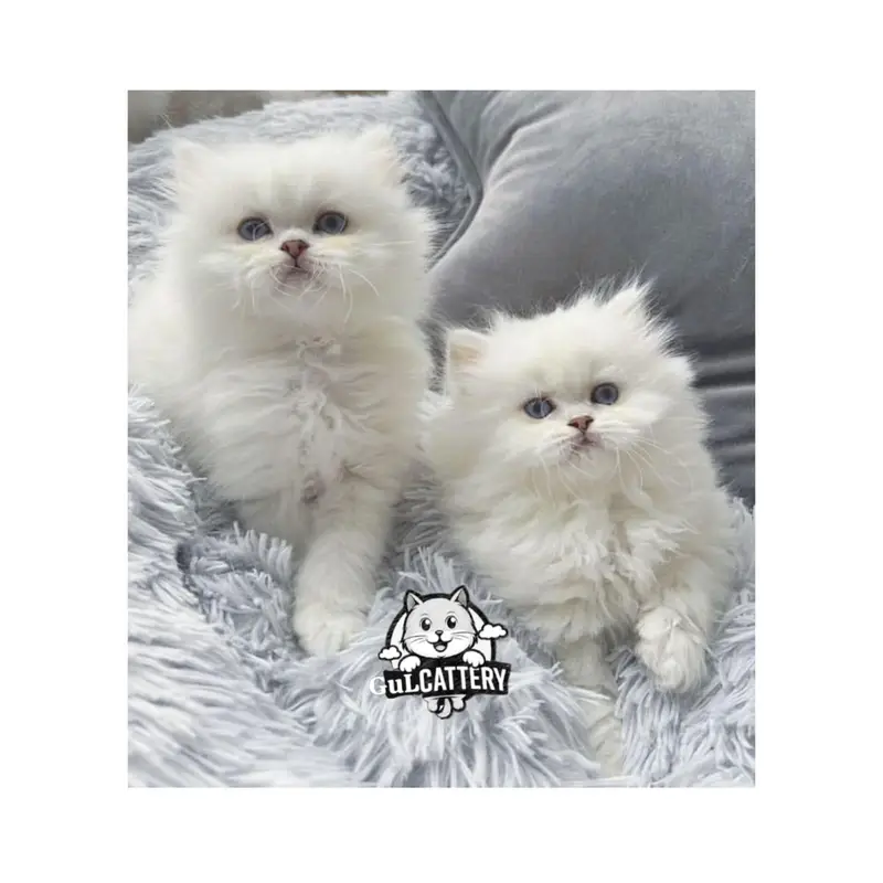Persian British punch face piki face kitten cat available — photo 7