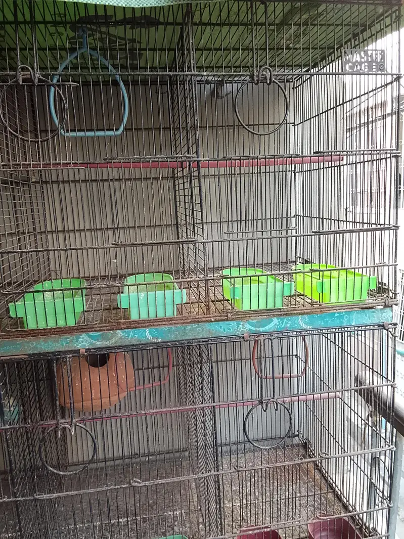 Master cage with heavy metal & Boxes for Love Birds — photo 2