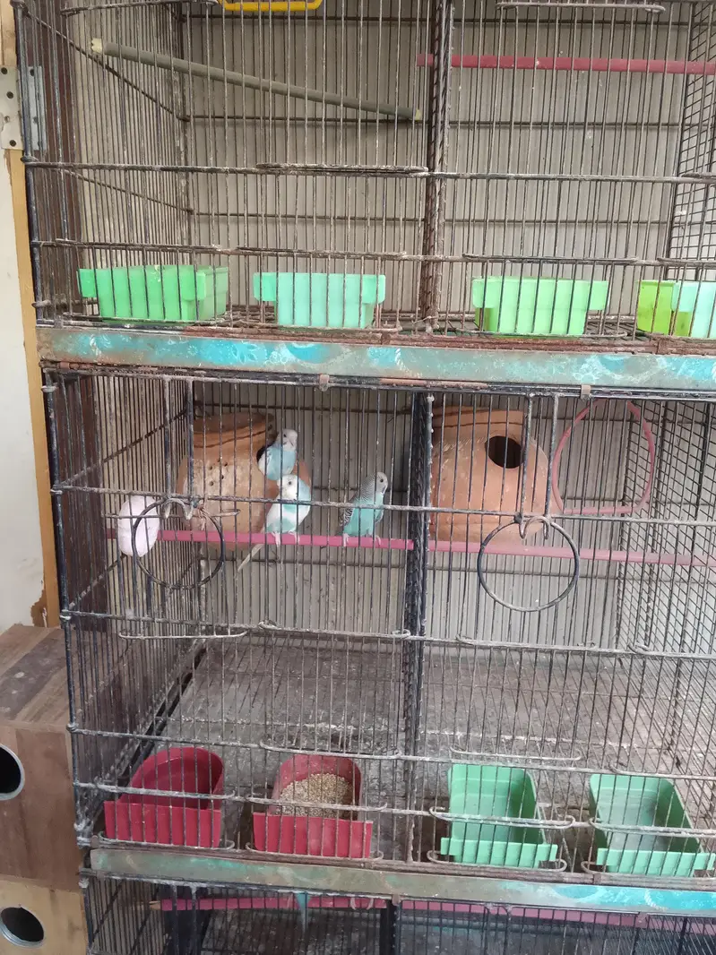 Master cage with heavy metal & Boxes for Love Birds — photo 4