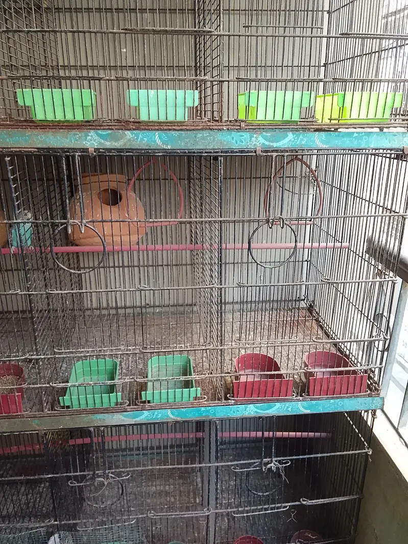 Master cage with heavy metal & Boxes for Love Birds — photo 5