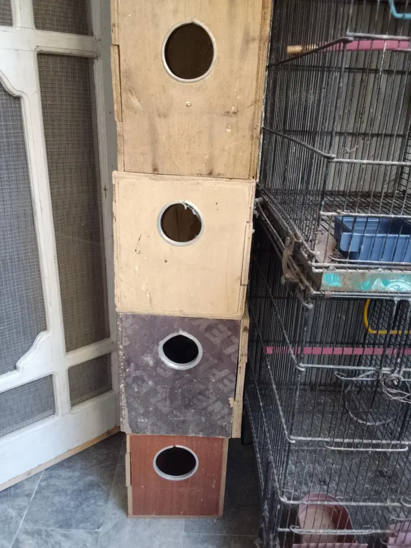 Master cage with heavy metal & Boxes for Love Birds — photo 8
