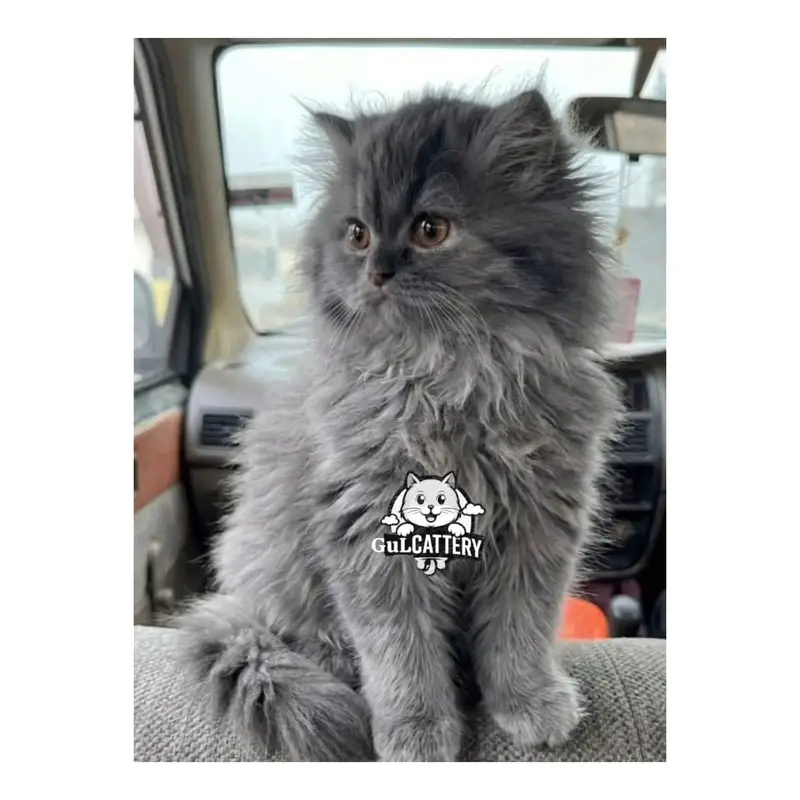 Persian British punch face piki face kitten cat available — photo 2
