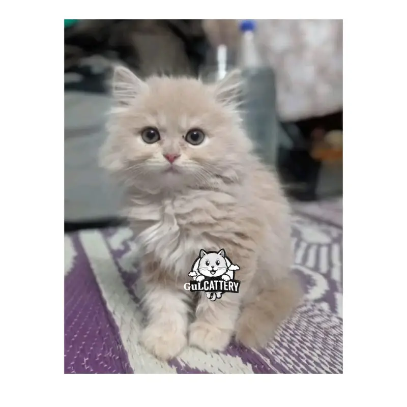Persian British punch face piki face kitten cat available — photo 4
