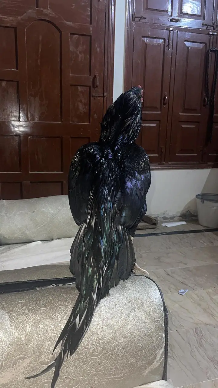 aseel lasani murgha — photo 3